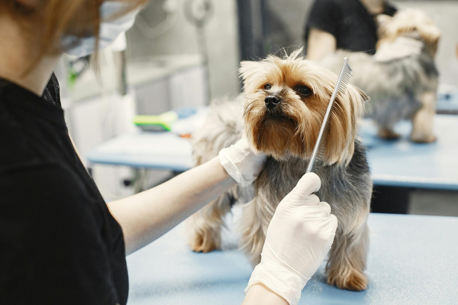 Servicio de grooming profesional en SpacePet
