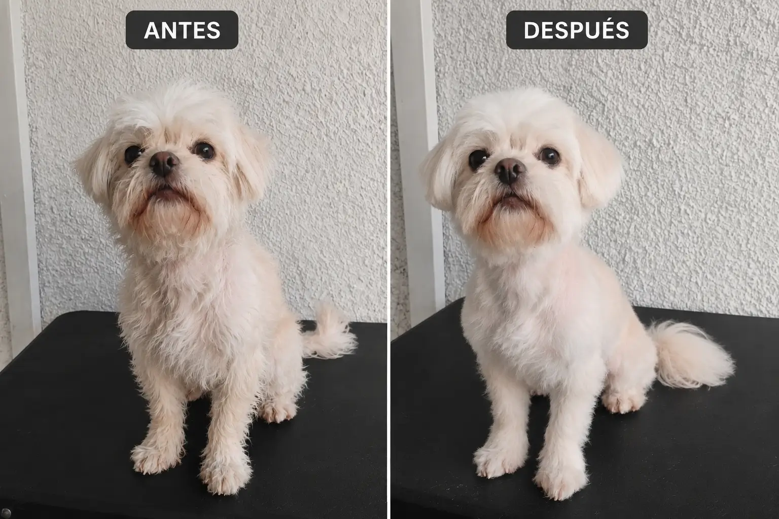 Antes y después grooming - Foto 2