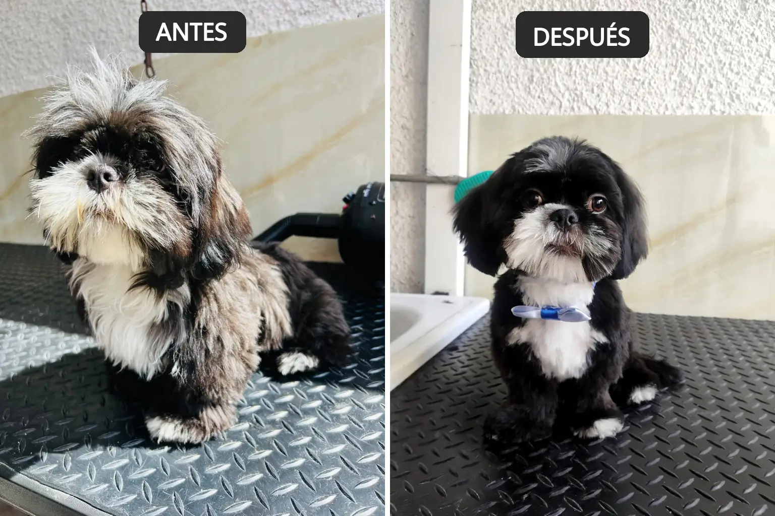 Antes y después grooming - Foto 1